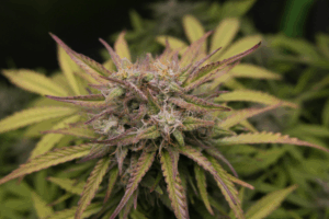 leyes de marihuana en florida