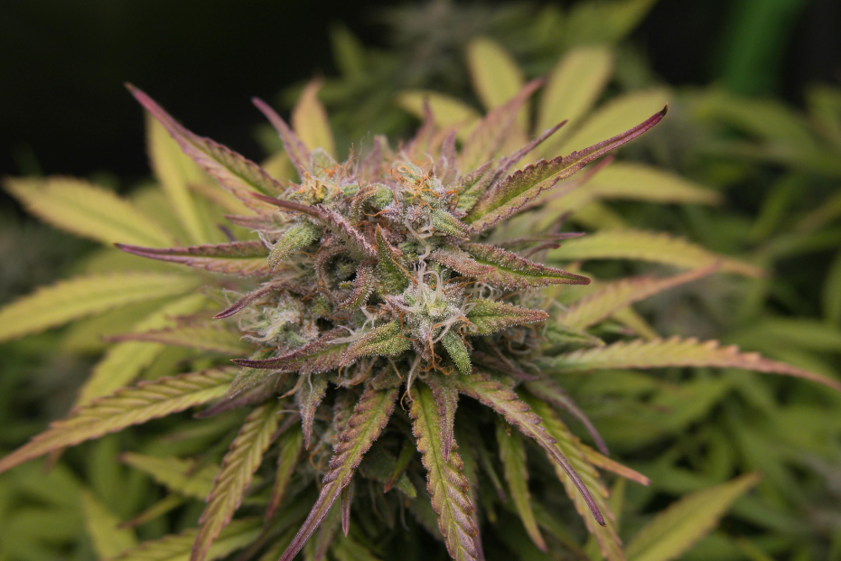 Leyes Sobre Marihuana en Florida: Lo Que es Legal y Lo Que No